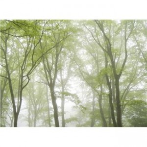 picture of trees - Arbor Day is Tomorrow