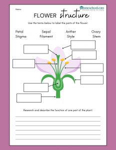 Parts of a Flower Homeschool Printable