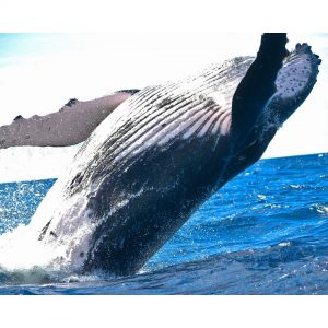 Free Ocean Animals Homeschool Unit Study